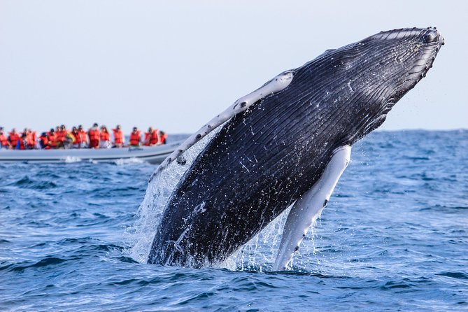 Whale Watching, The Famous Arch and Fast Boat Tour in Los Cabos - Wildlife odds: what you should realistically expect to see
