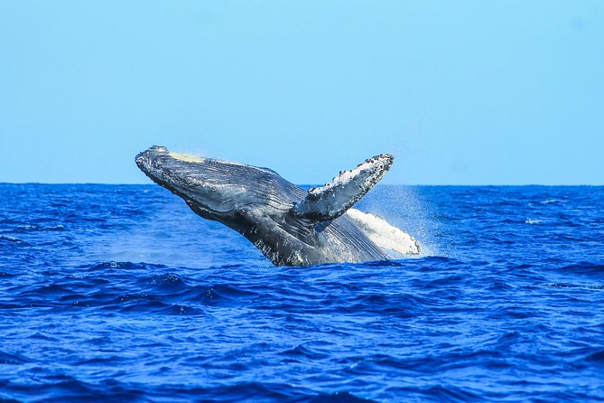 Whale Watching, The Famous Arch and Fast Boat Tour in Los Cabos - The Famous Arch and Lovers Beach: a pass-by that adds value