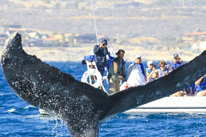 Whale Watching, The Famous Arch and Fast Boat Tour in Los Cabos - Price and logistics: what your $99 really covers