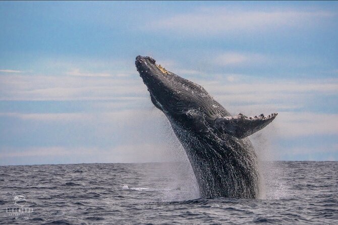 Whale Watching Tour in Cabo San Lucas - Key Things I’d Watch For