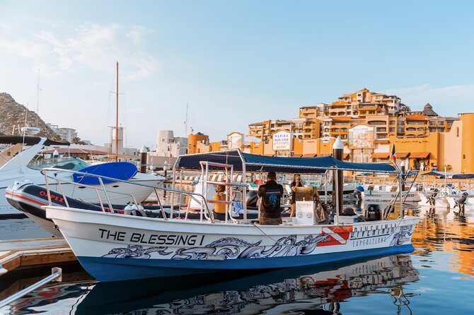 Whale Watching Tour in Cabo San Lucas - Price and value: what $85 gets you in Cabo San Lucas