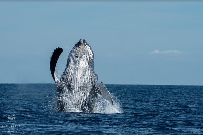 Whale Watching Tour in Cabo San Lucas - The 2.5 hours on the water: cruise, listen, and watch for action