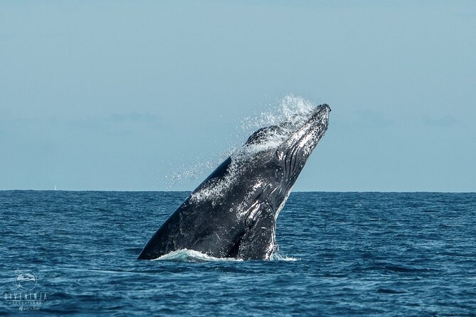 Whale Watching Tour in Cabo San Lucas - Humpbacks in Cabo: why migration timing changes everything