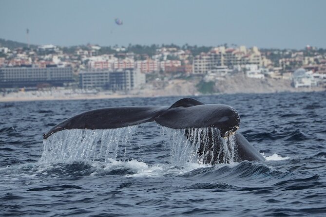Whale Watching Tour in Cabo San Lucas - The whale-song bonus: what the underwater hydrophone adds