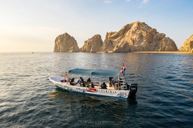 Whale Watching Tour in Cabo San Lucas - Meeting at Dive Ninja Expeditions in downtown Centro