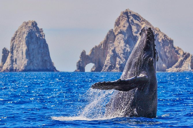 Whale Watching Tour in Glass Bottom Boat (VisitA Cabo) - Quick highlights