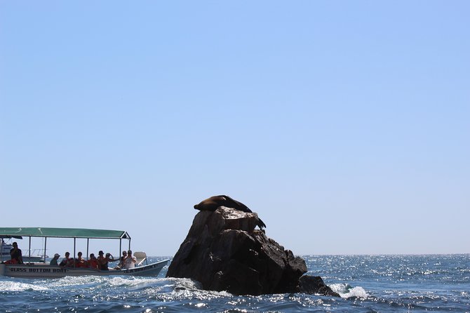 Whale Watching Tour in Glass Bottom Boat (VisitA Cabo) - Cabo Whale Watching on a Glass-Bottom Boat: The Core Idea