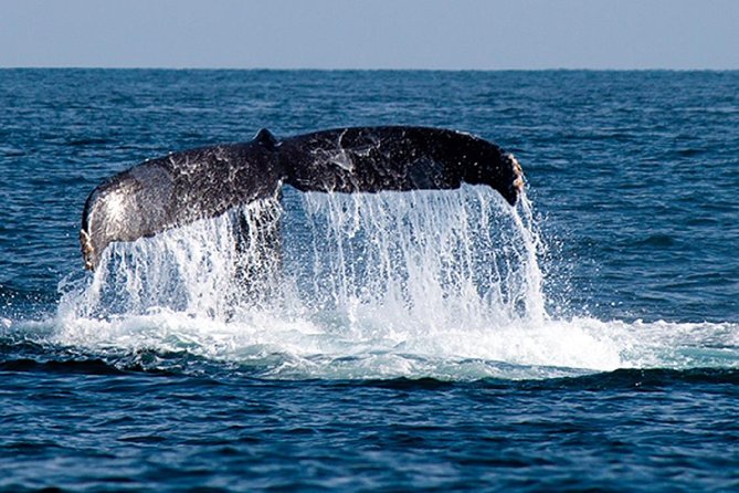Whale Watching Tour in Glass Bottom Boat (VisitA Cabo) - Getting There: Marina Meeting Point and Departure Windows