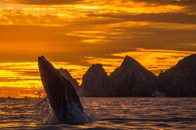 Whale Watching Tour in Los Cabos - Key Highlights You’ll Actually Care About