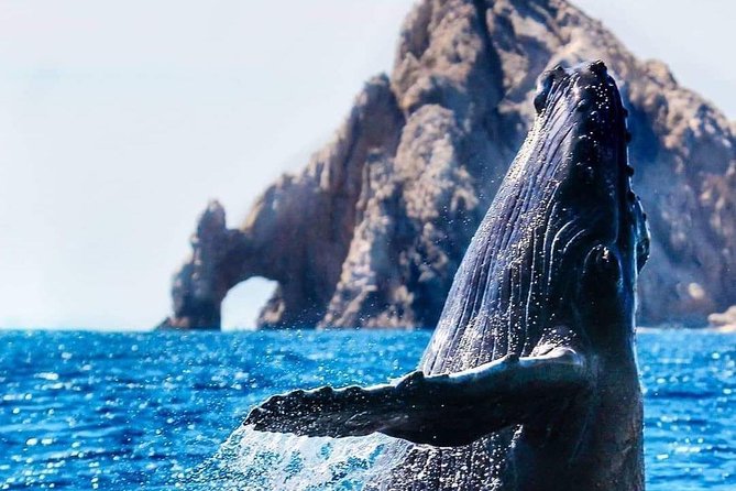 Whale Watching Tour in Los Cabos - EL ARCO Photo Stop, Then Straight to Whale Country