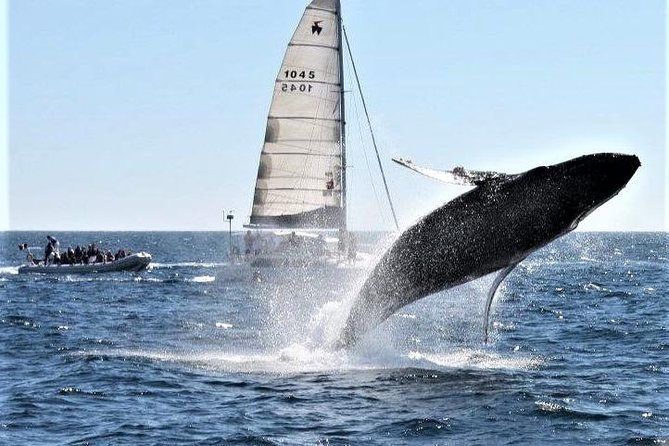 Whale Watching Tour in Los Cabos - Snacks, Drinks, and Comfort: The “Small Stuff” Wins