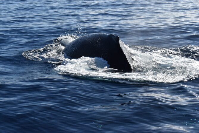 Whale Watching Tour in Los Cabos - Whale Sightings: Expect Humpbacks, But Know the Rules of Nature