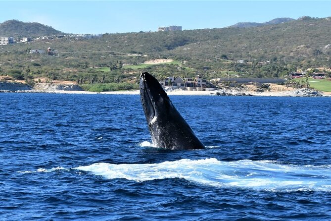 Whale Watching Tour in Los Cabos - Crew and Marine-Life Attitude: Respect on a Busy Ocean