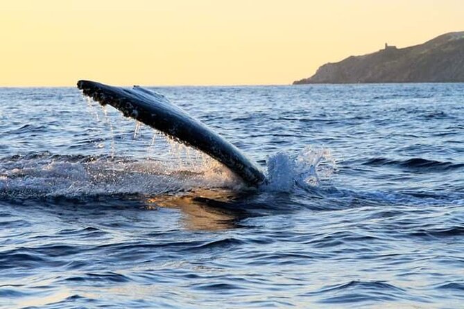 Whale Watching Tour in Los Cabos - Getting There in Cabo: Marina Timing and Finding the Boat
