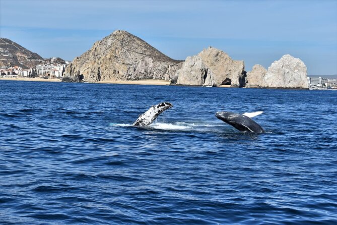 Whale Watching Tour in Los Cabos - Who This Catamaran Tour Fits Best (and Who Might Not)