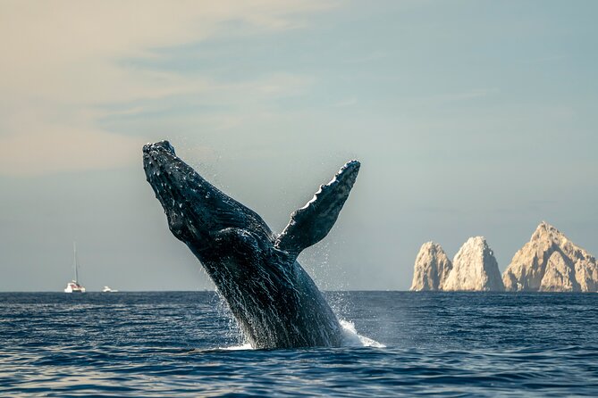 Whale Watching Tour with Arch and Beach in Cabo San Lucas - Whale Watching That Focuses on Sightings (Not Just Standing Still)