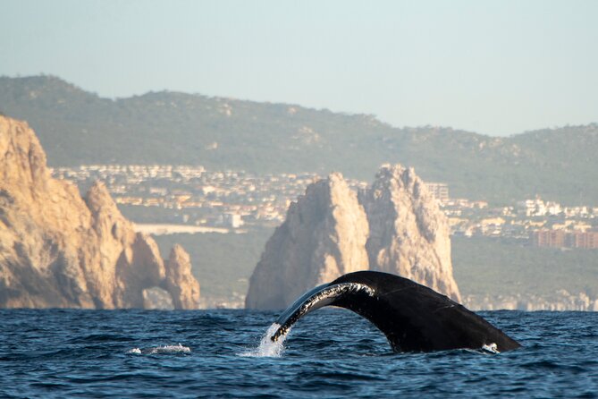 Whale Watching Tour with Arch and Beach in Cabo San Lucas - City Stop in Cabo San Lucas: The One-Hour Free Window