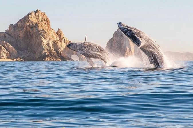 Whale Watching Tour with Arch and Beach in Cabo San Lucas - Who This Tour Fits Best