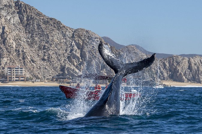 Whale Watching Tour with Arch and Beach in Cabo San Lucas - Smart Tips to Make This Trip Smoother