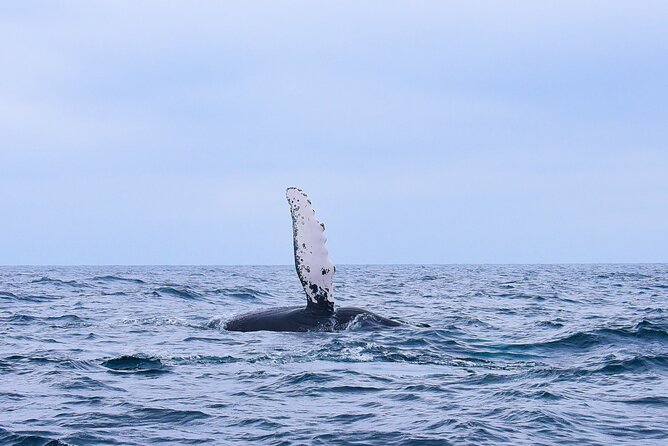 Whale Watching Warranty in San José del Cabo Snacks and drinks - Key Highlights You’ll Care About