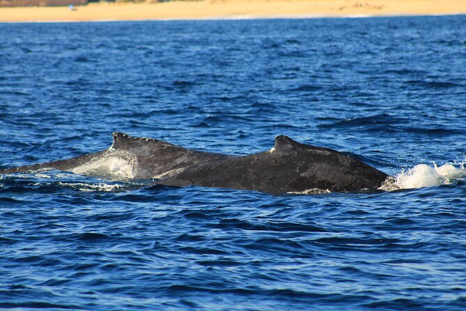 Whale Watching Warranty in San José del Cabo Snacks and drinks - Where You Start: Office by La Marina Inn (Easy Check-In)