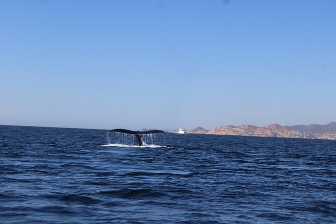 Whale Watching Warranty in San José del Cabo Snacks and drinks - What You’ll See: Humpback Whales First, Then Whatever Shows Up