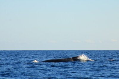 Whale Watching Warranty in San José del Cabo Snacks and drinks - The Boat and Crew Dynamic: Small Group, Real-Sea Familiarity