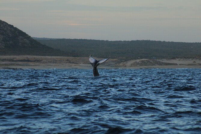 Whale Watching Warranty in San José del Cabo Snacks and drinks - Snacks, Soft Drinks, and the Comfort Factor