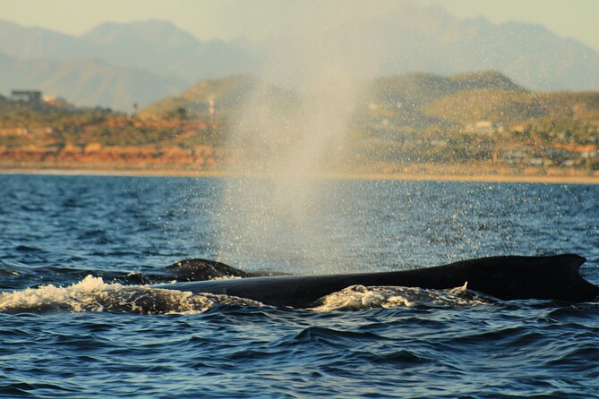 Whale Watching Warranty in San José del Cabo Snacks and drinks - Is This Good Value? Small-Group Time + Included Basics