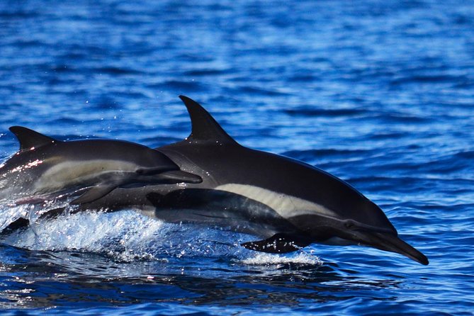 ZODIAC Whale Watch Tour | Cabo San Lucas | Biologist | FREE Pics - The biologist-led experience: what you’ll learn without a lecture