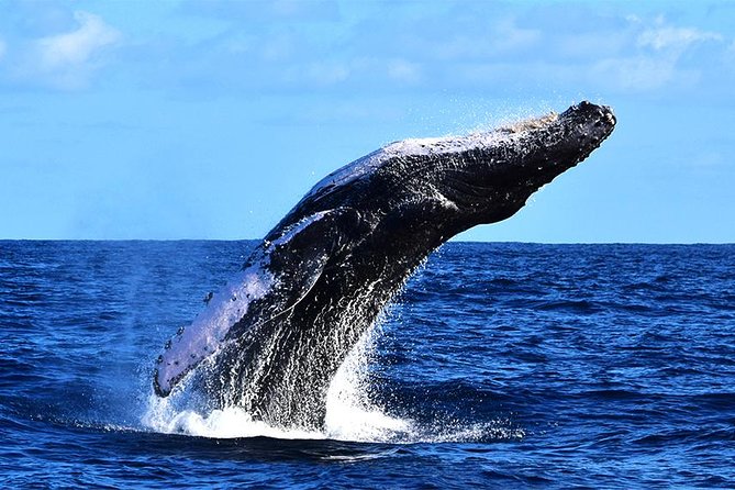 ZODIAC Whale Watch Tour | Cabo San Lucas | Biologist | FREE Pics - Zodiac route basics: from El Arco to the whale search