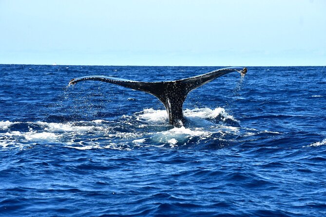 ZODIAC Whale Watch Tour | Cabo San Lucas | Biologist | FREE Pics - How they search for whales without turning it into a crowd contest