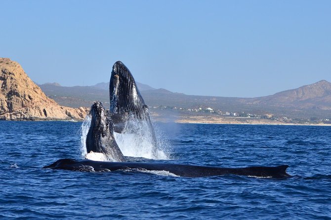 ZODIAC Whale Watch Tour | Cabo San Lucas | Biologist | FREE Pics - Hearing humpback songs with a hydrophone (conditions permitting)