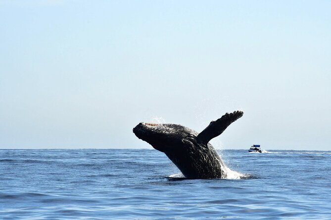 ZODIAC Whale Watch Tour | Cabo San Lucas | Biologist | FREE Pics - Meeting point at Whale Watch CaboPlaza Bonita: where to start
